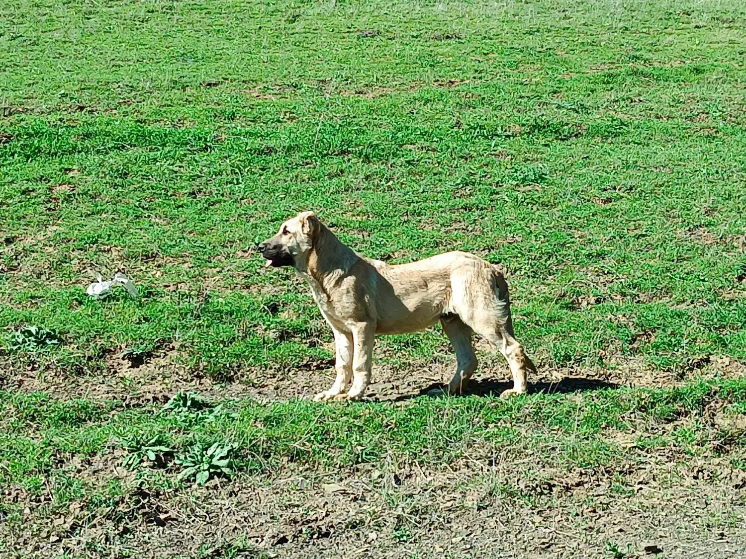 طوله سرابی|سگ|گرمی, |دیوار
