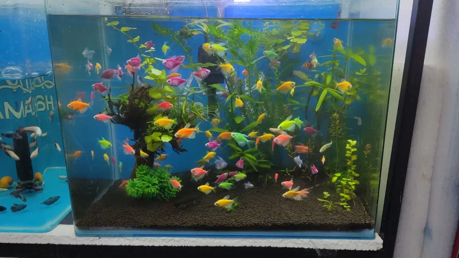 آکواریوم پارسیان|ماهی|مینودشت, |دیوار