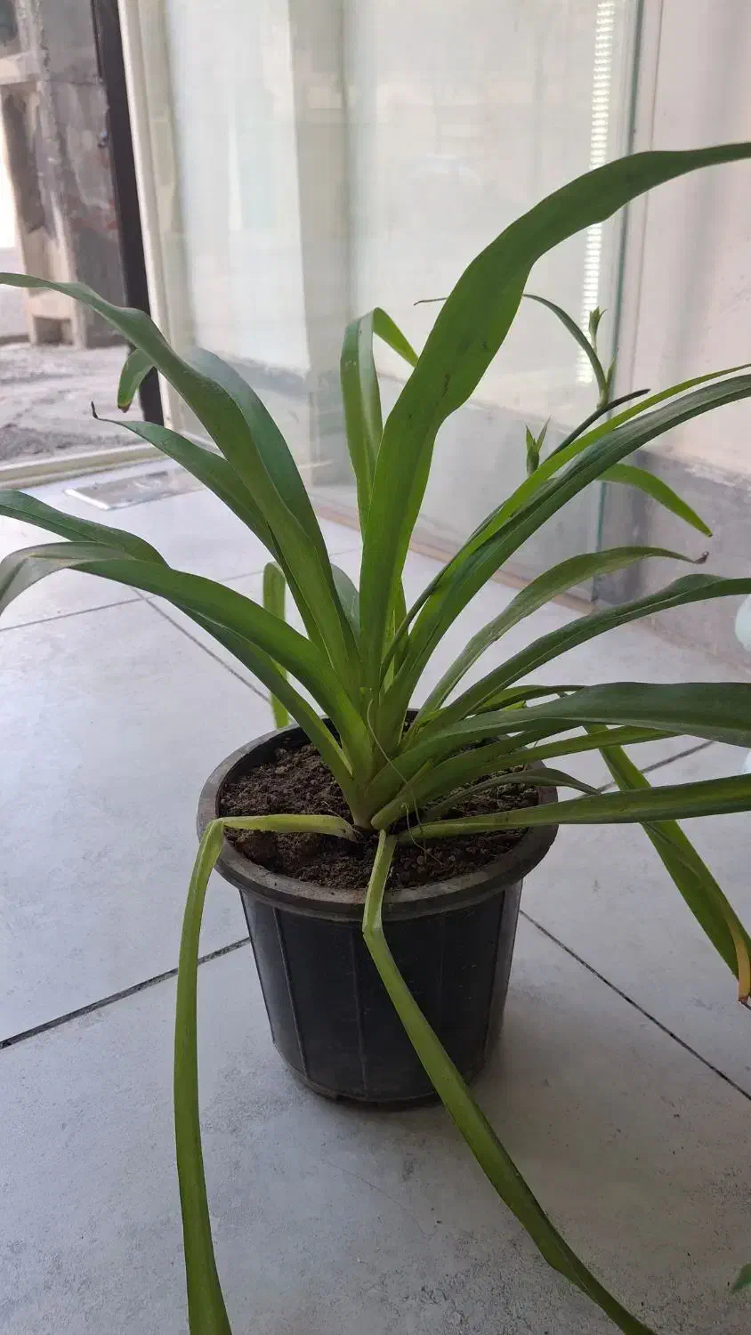 گل گندمی فقط25|گل و گیاه طبیعی|تبریز, |دیوار