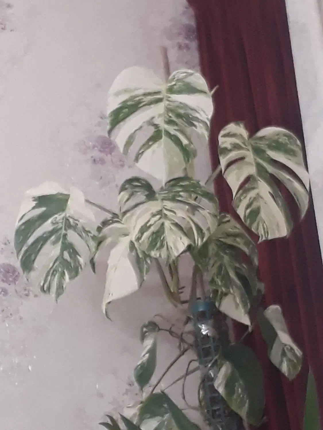 گلهای اپارتمانی|گل و گیاه طبیعی|پردیس, فاز ۱۱|دیوار