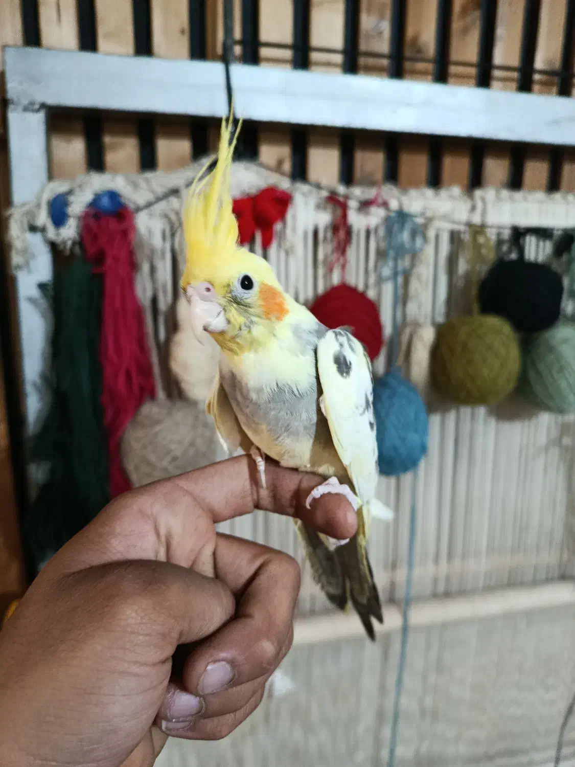 جوجه عروس|پرنده|قرچک, مهدیه|دیوار