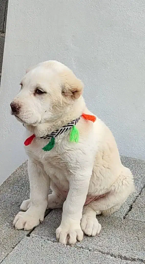 سگ الابای نژاد روس|سگ|اصفهان, نقش جهان|دیوار