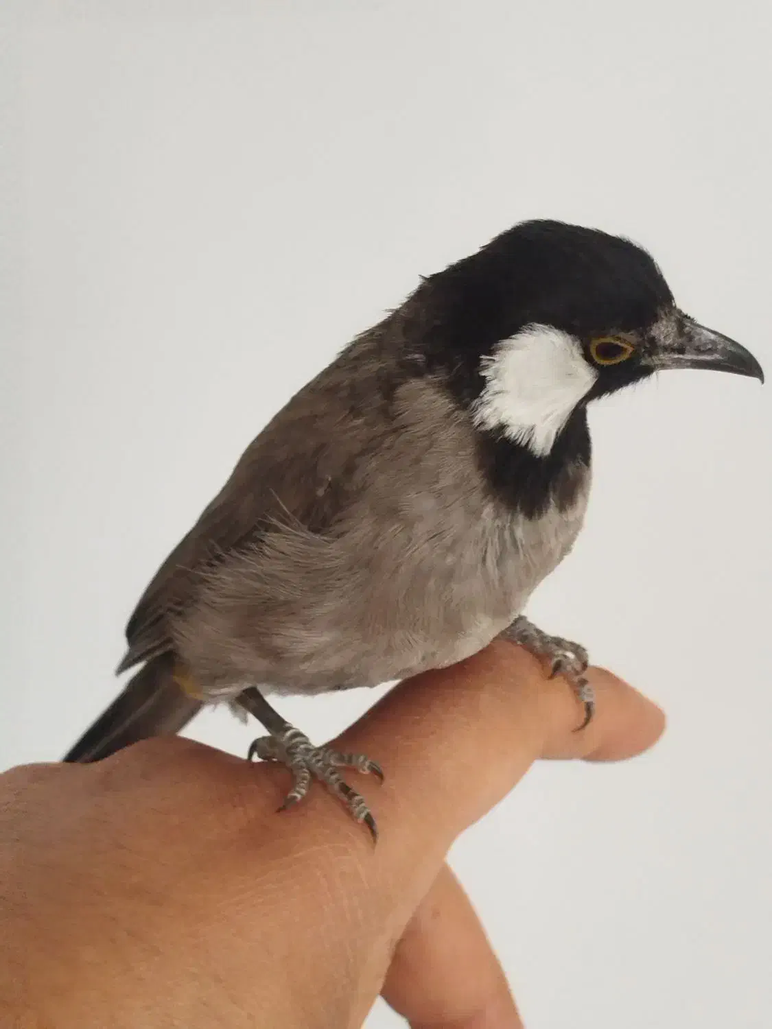 طوطی برزیلی.|پرنده|اهواز, شهرک الهیه|دیوار