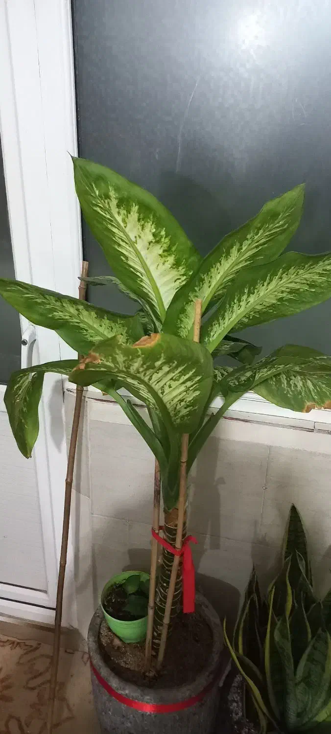 دیفن باخیا  قد بلند وسرحال|گل و گیاه طبیعی|مشهد, نظام دوست|دیوار