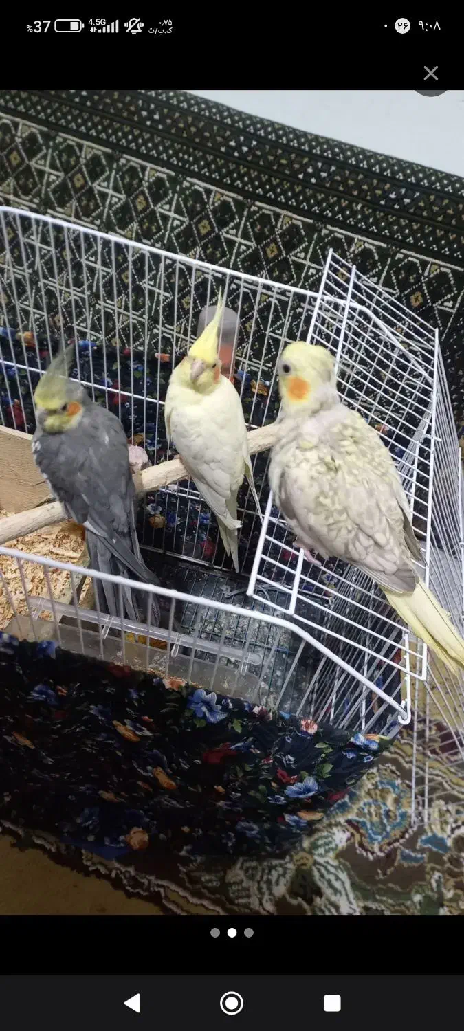 چهار عدد عروس هلندی دو نر دو ماده|پرنده|لاهیجان, شهید آوینی|دیوار