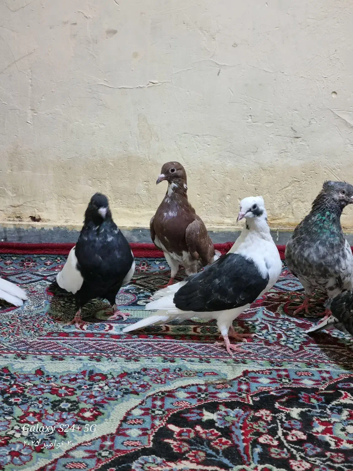 کفتر برا پرودن|پرنده|خرمشهر, |دیوار