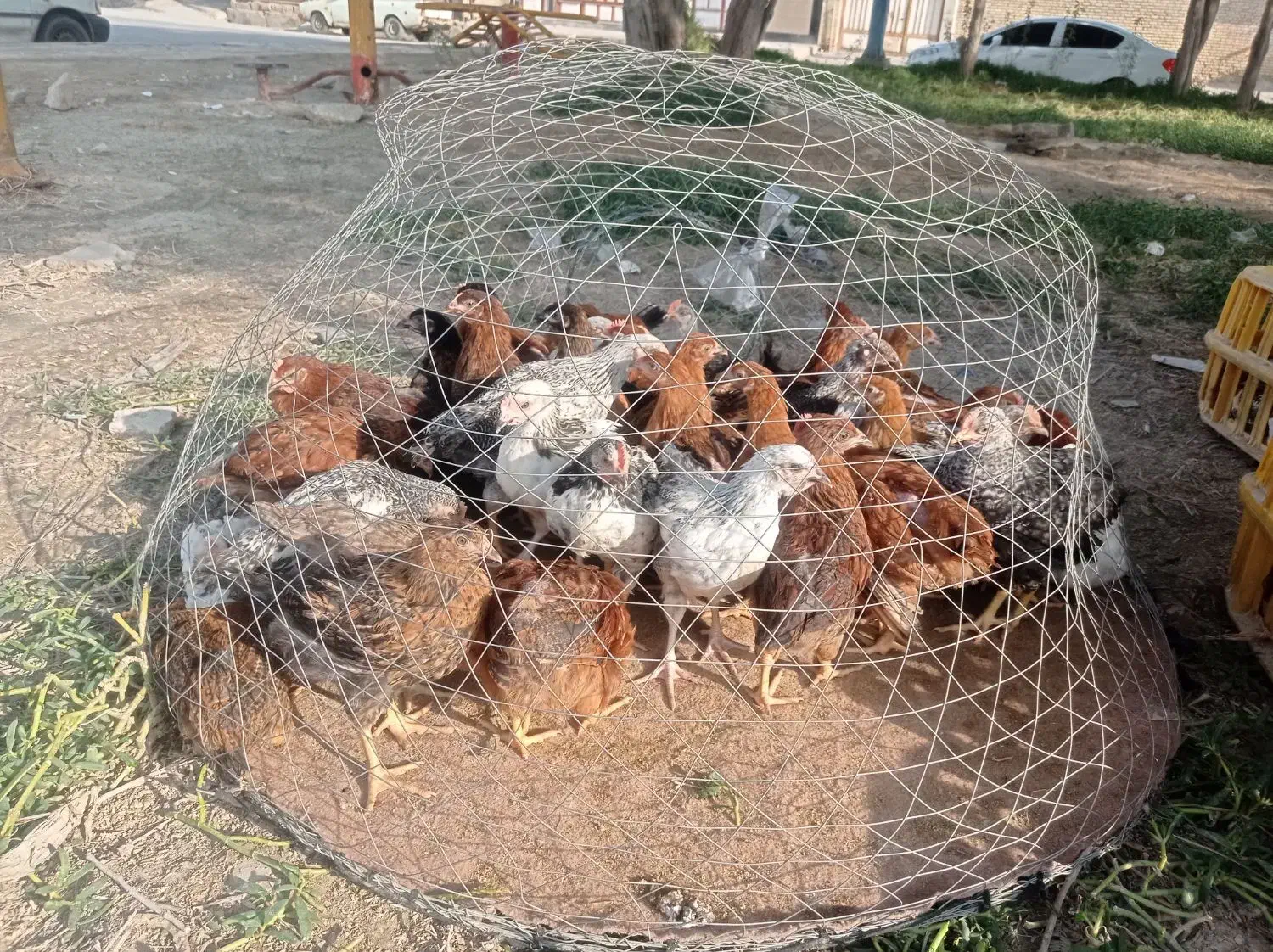 مرغ و خروس محلی|حیوانات مزرعه|هندیجان, |دیوار