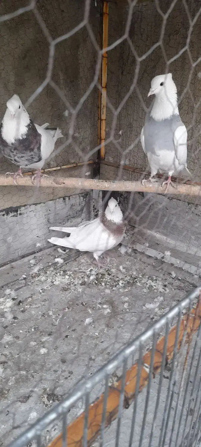 کبوتر طوقی|پرنده|همدان, |دیوار