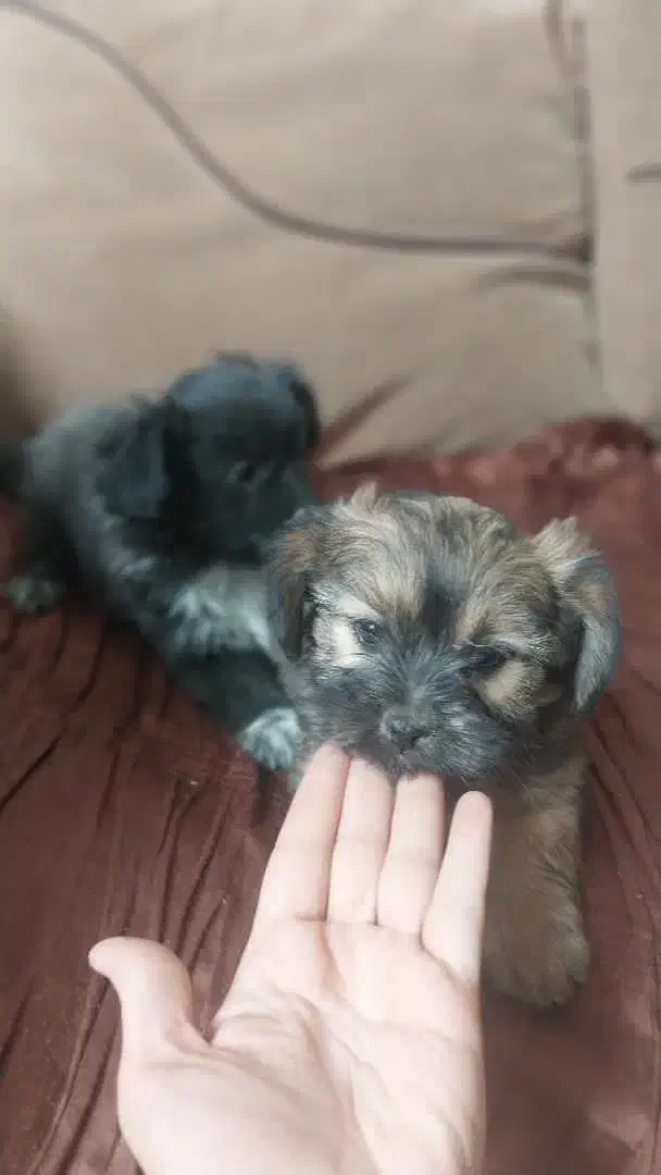 سگ خانگی|سگ|الیگودرز, |دیوار