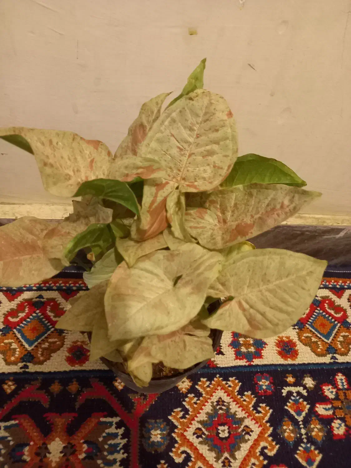 سینگونیوم ابلق|گل و گیاه طبیعی|بروجرد, |دیوار