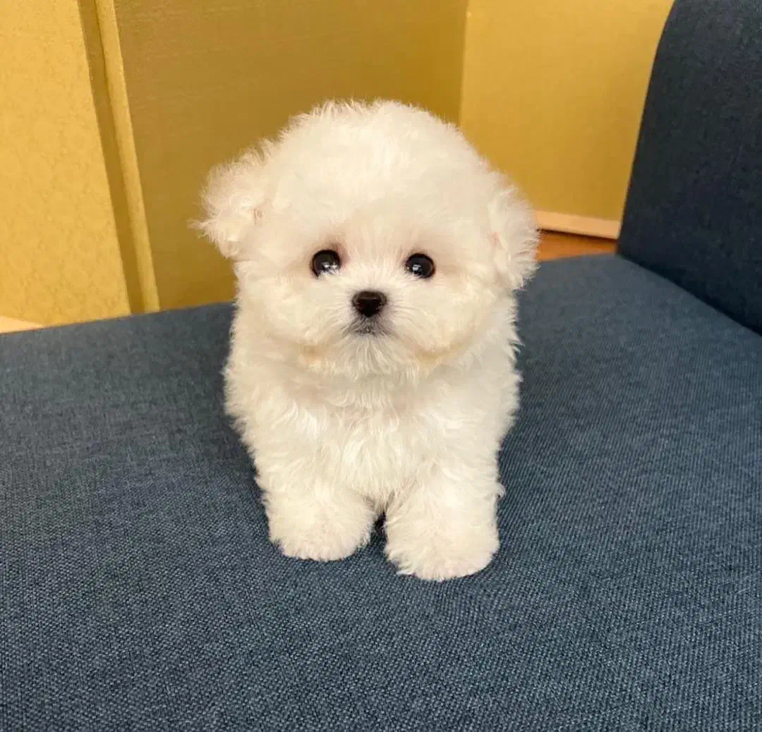 سگ خانگی|سگ|قزوین, |دیوار