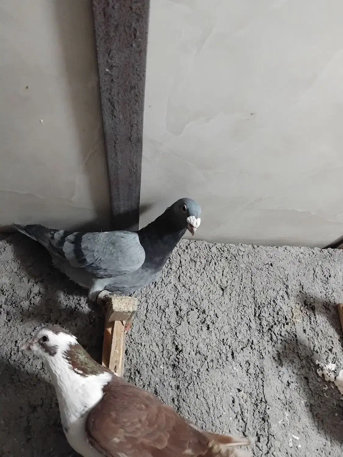 کفتر پرشی|پرنده|نیشابور, مازول|دیوار