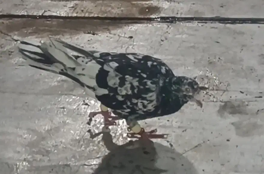 کبوتر هفترنگ سیاه|پرنده|محمدیه-قزوین, |دیوار