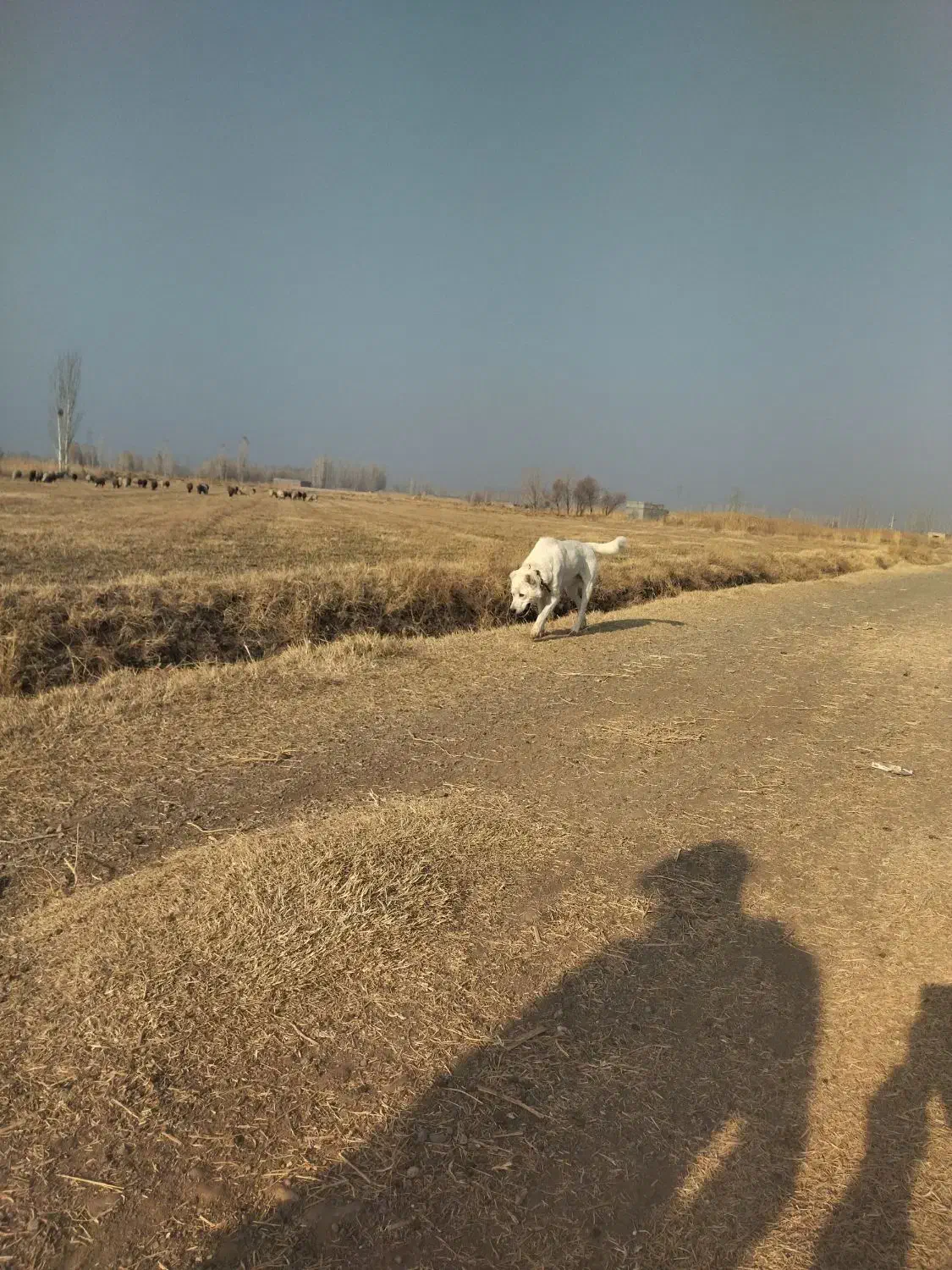 سگ گمشده|حیوانات|خوی, |دیوار