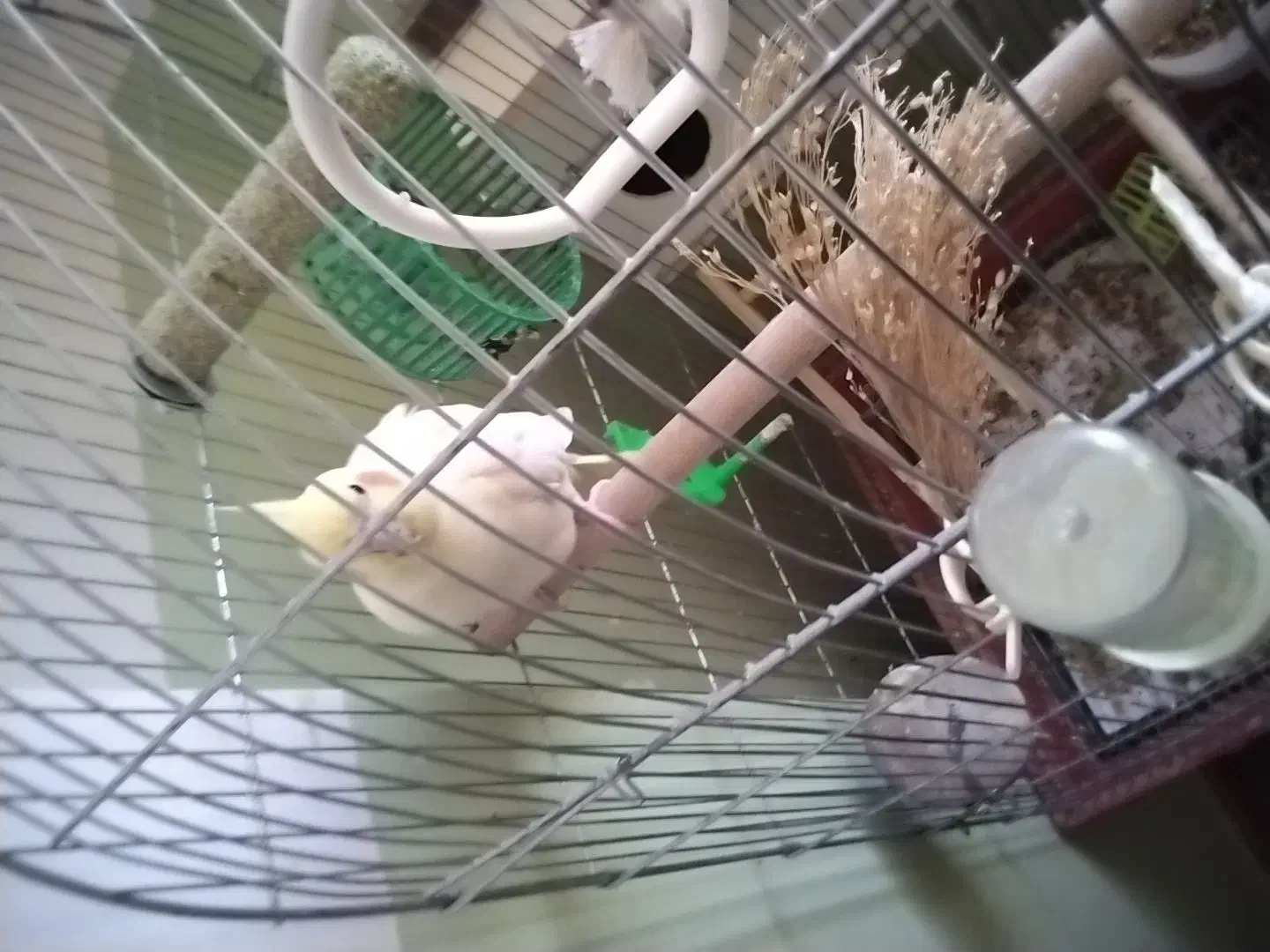 جوجه عروس سرلاکی|پرنده|آشخانه, |دیوار