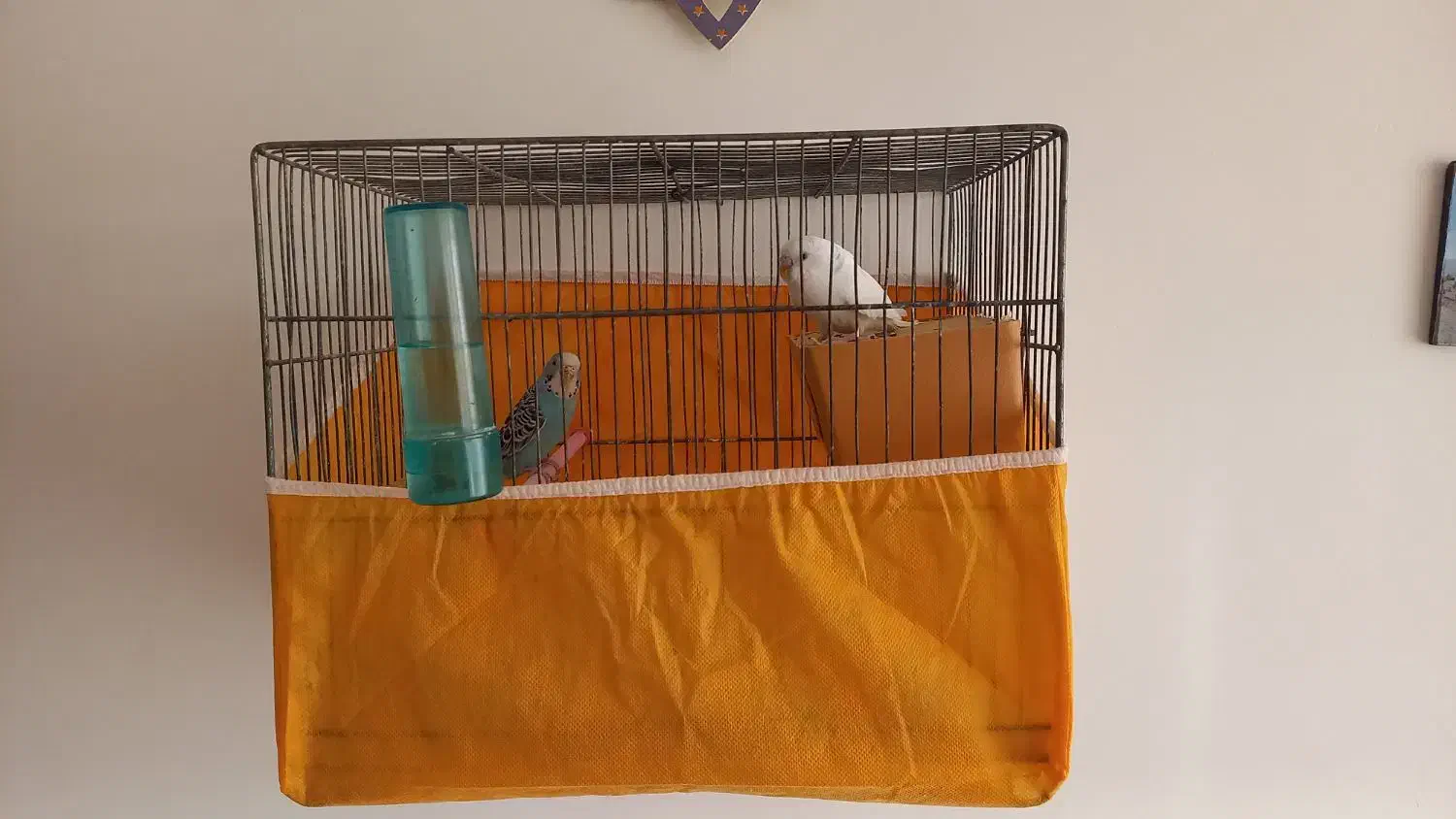 مرغ عشق|پرنده|زرندیه, |دیوار