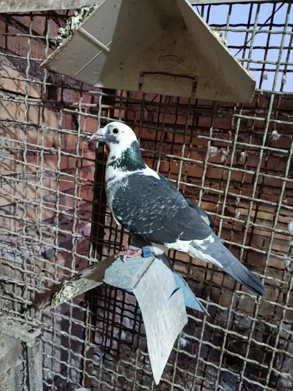 عراق نره|پرنده|خرمشهر, |دیوار