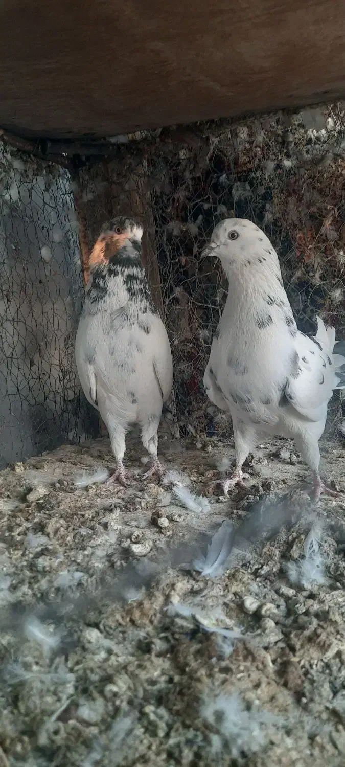کبوتر پرشی|پرنده|مبارکه, |دیوار