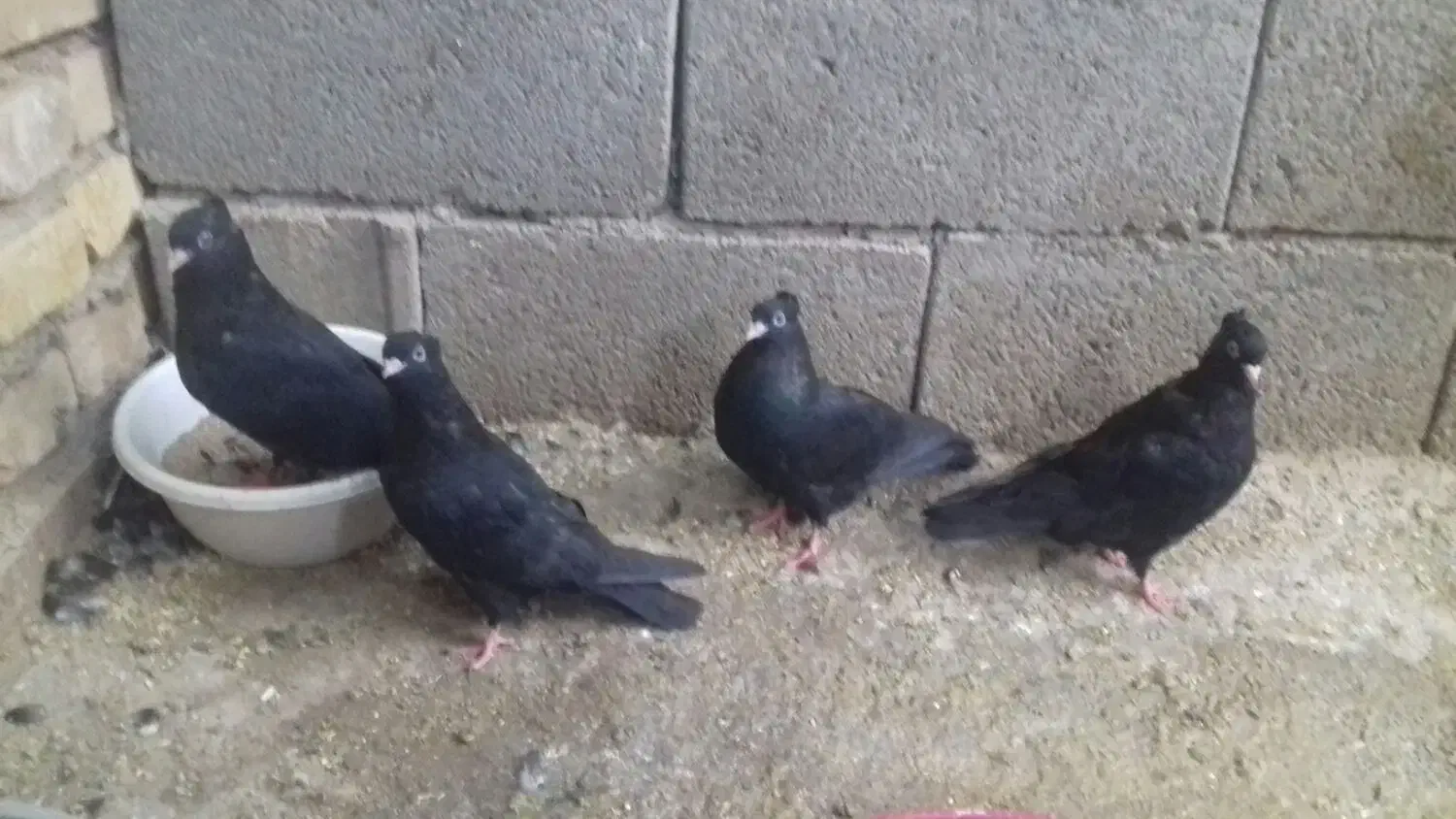 کبوتر زاغ|پرنده|مبارکه, |دیوار