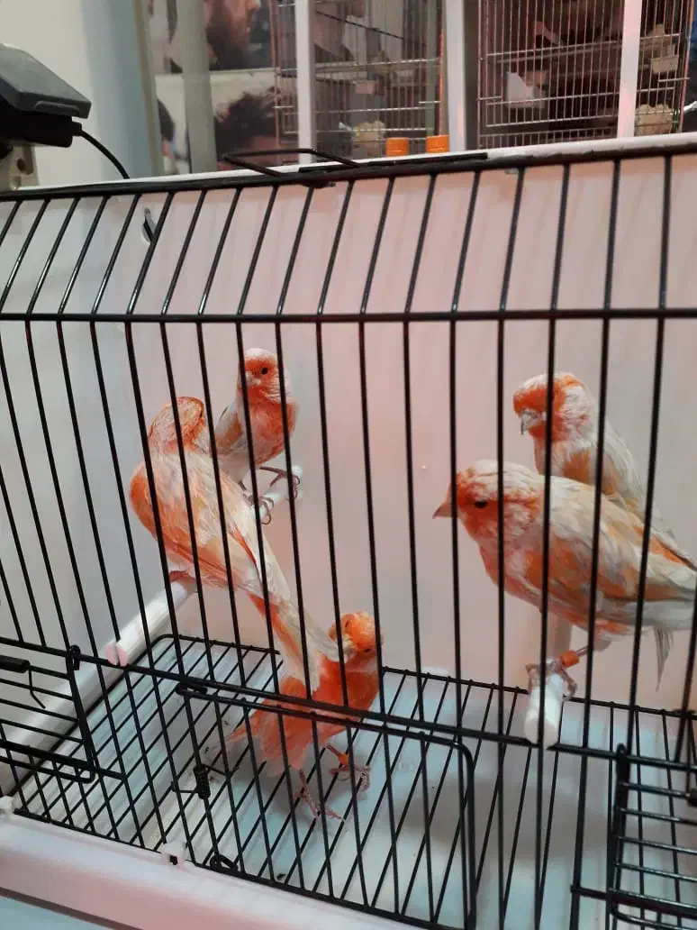 قناری رسمی بلند فری گلاستر موزاییکی|پرنده|قم, سیدان|دیوار