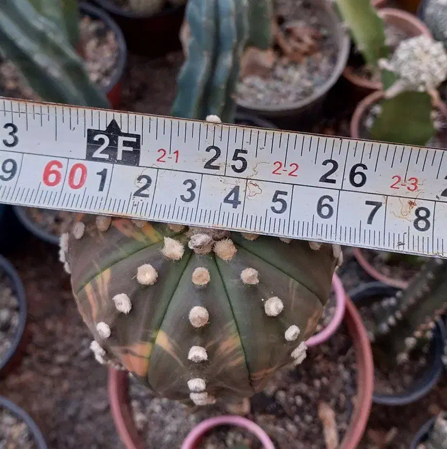 کاکتوس ابلق|گل و گیاه طبیعی|پاکدشت, پاکدشت (مامازند)|دیوار