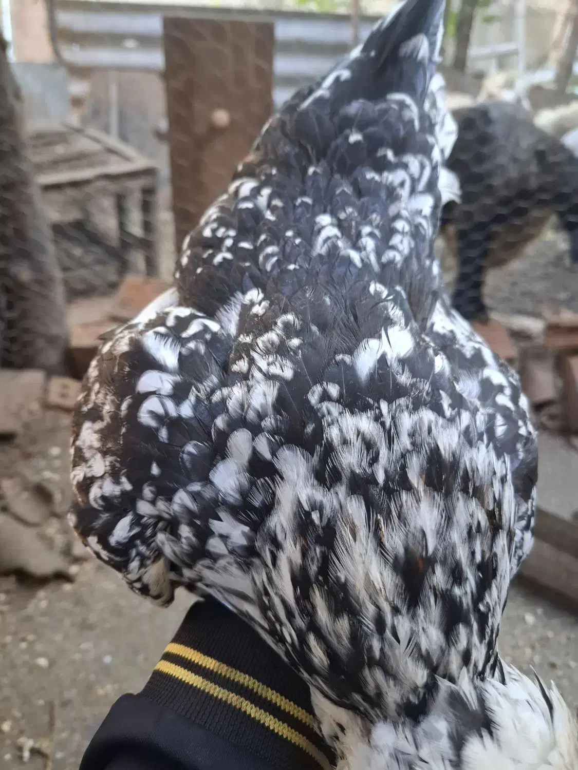 تخممرغ گلین لری جوجه کشی|حیوانات مزرعه|بهشهر, |دیوار