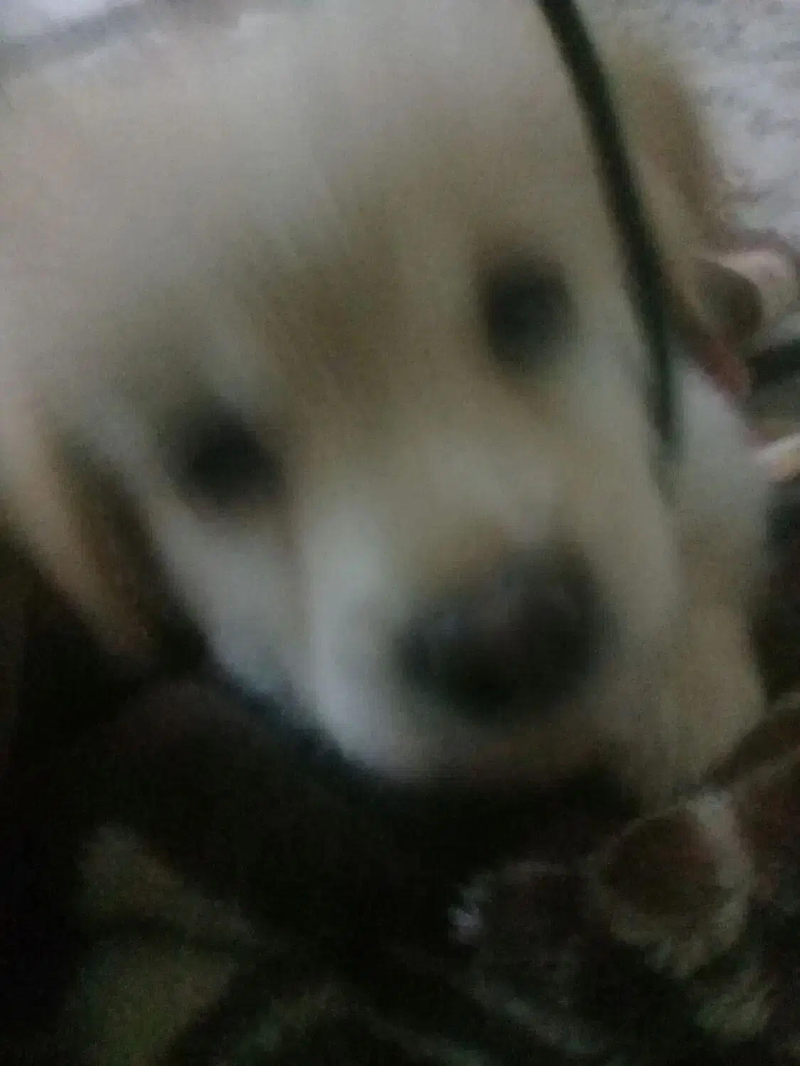 توله پامرشیتزو|سگ|پاکدشت, پارچین|دیوار