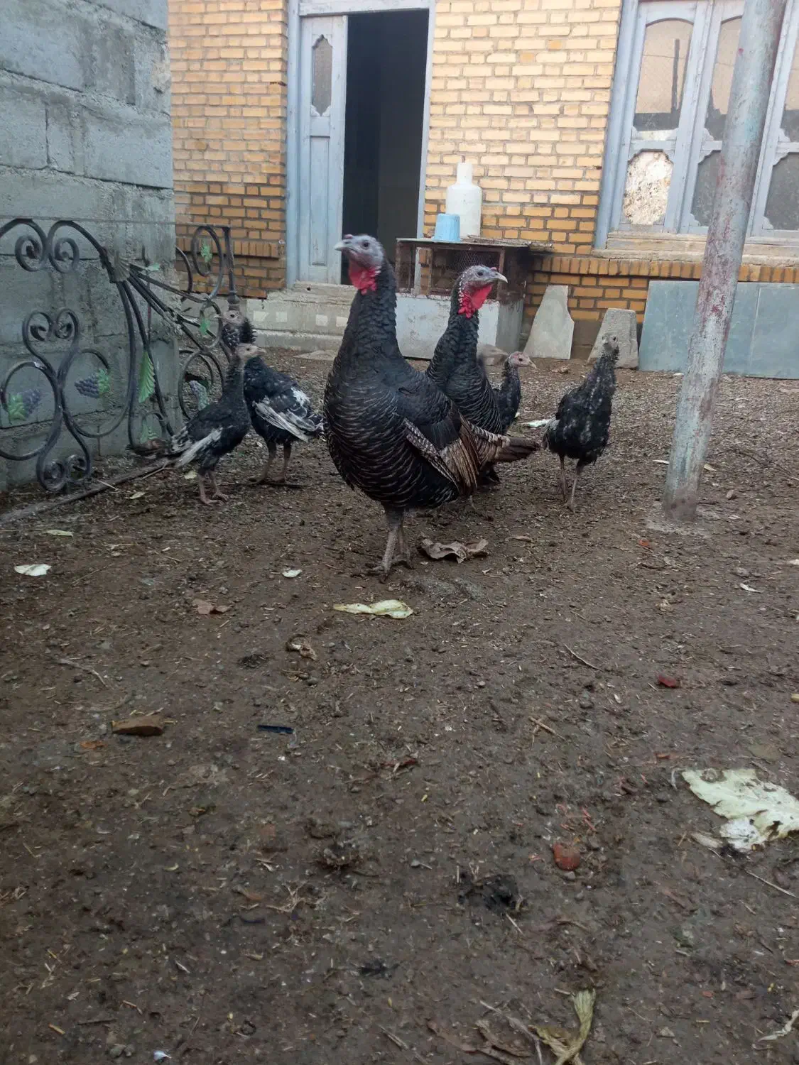 بوقلمون|حیوانات مزرعه|سلماس, |دیوار