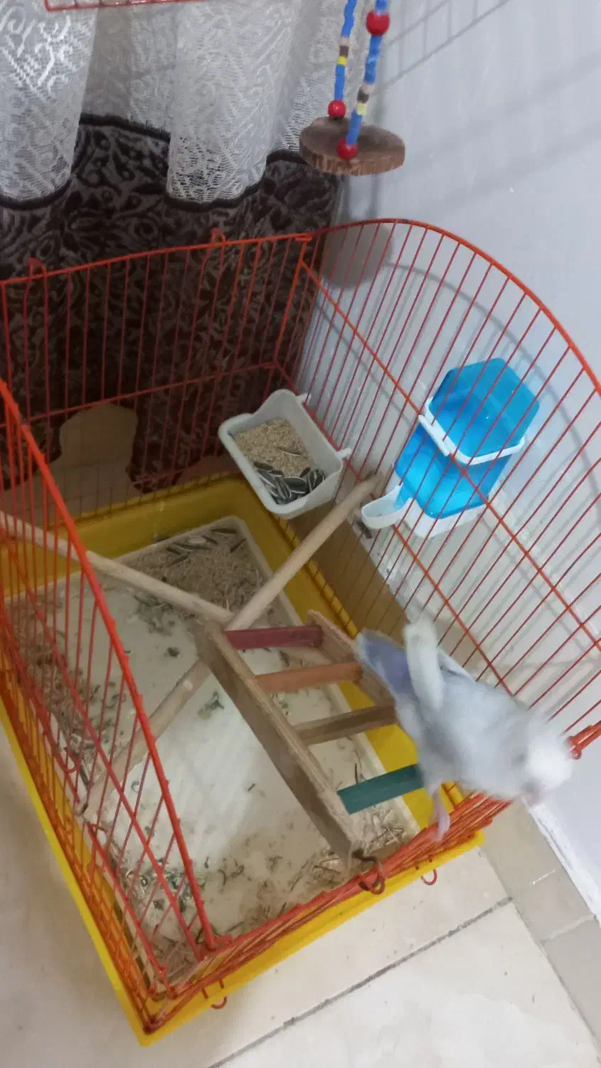 عروس هلندی (کوتوله ی برزیلی)|پرنده|بندرعباس, |دیوار