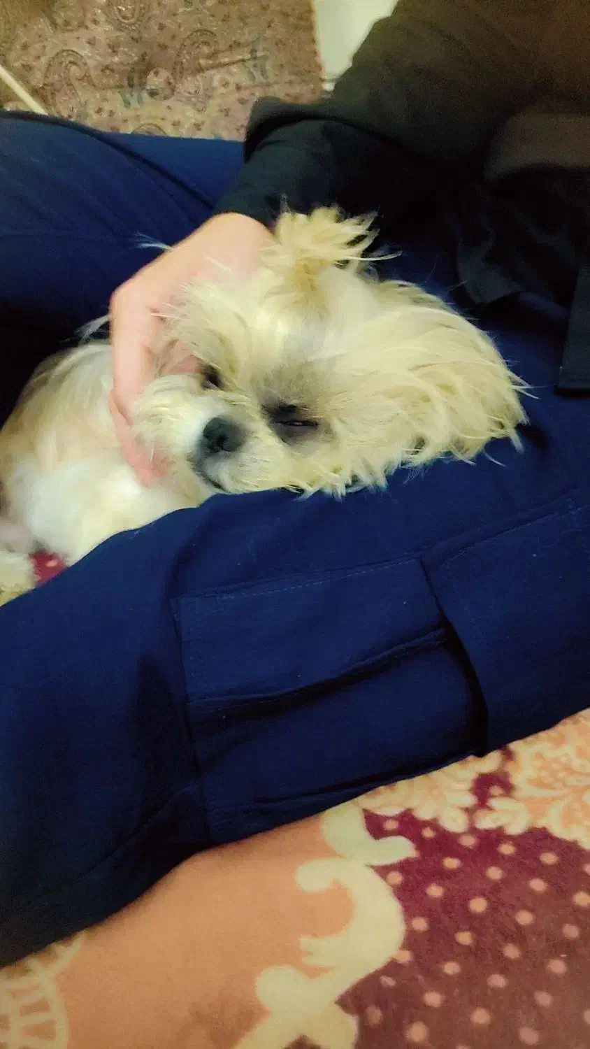 گمشده|حیوانات|تهران, حر|دیوار