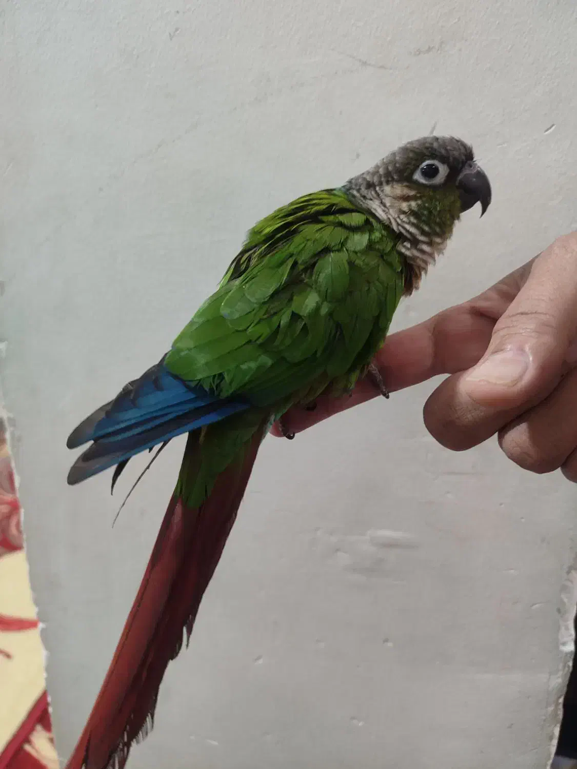 طوطی گرینچیک|پرنده|تهران, تختی|دیوار