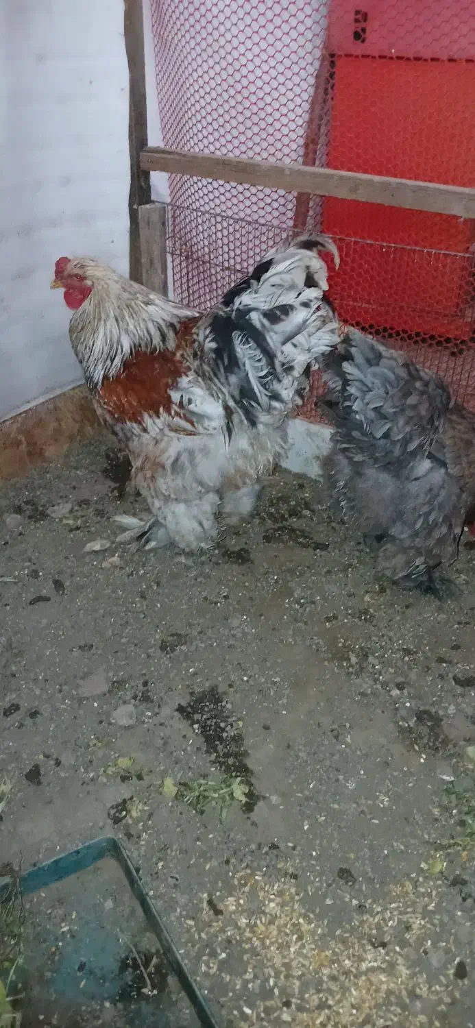 مرغ و خروس برهما سنگین کار داده|حیوانات مزرعه|لاهیجان, شهرک سلمان فارسی|دیوار