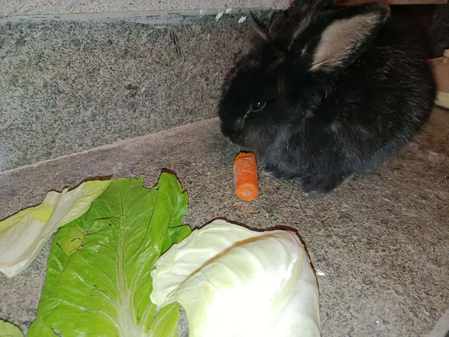 خروش لپ|موش و خرگوش|صدرا-فارس, فاز ۲|دیوار