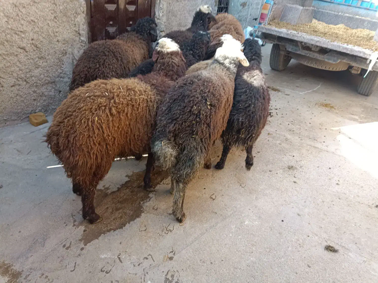 7 راس بره نر پرواری|حیوانات مزرعه|قزوین, |دیوار