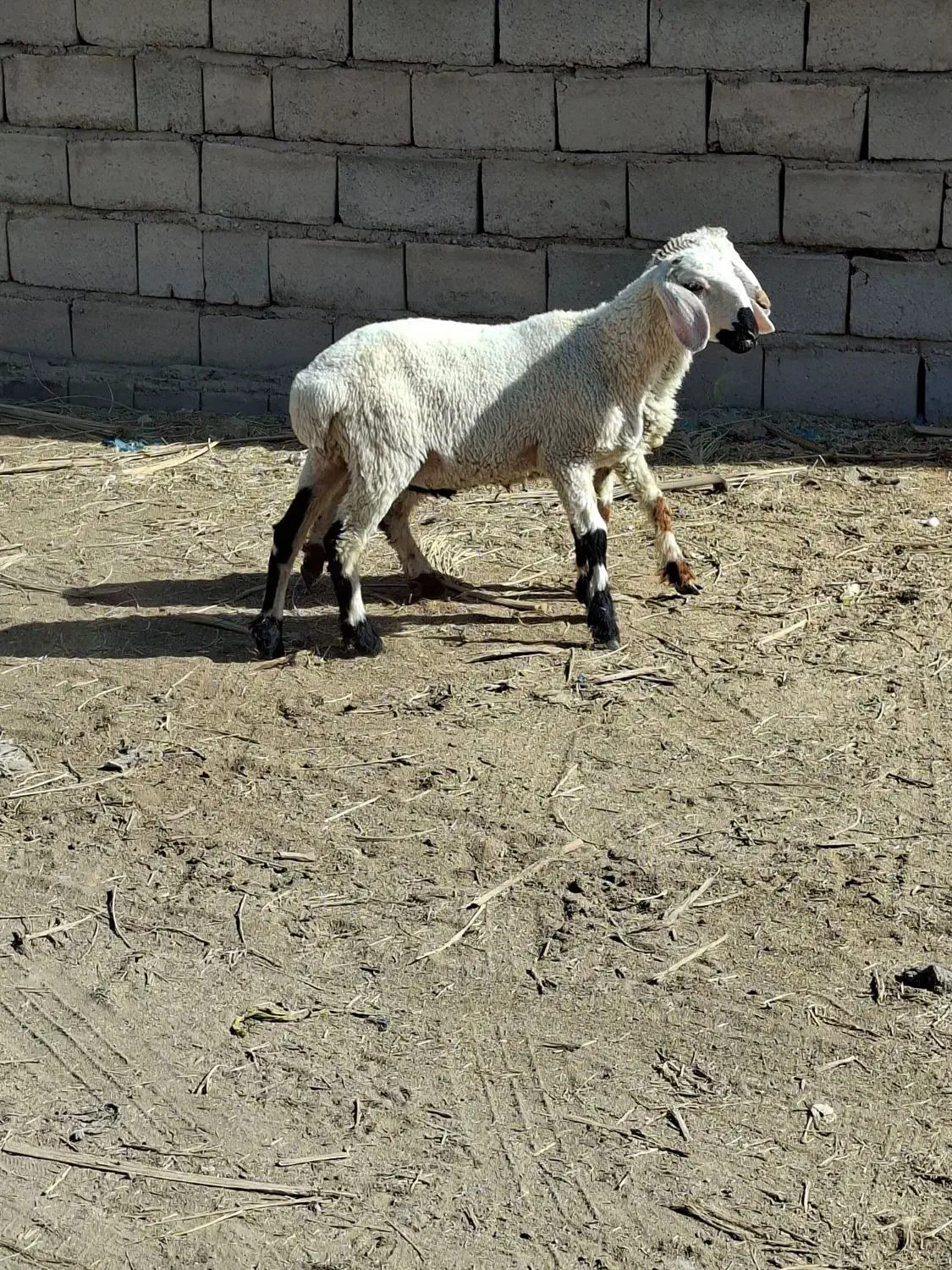 ۲عددبره نره|حیوانات مزرعه|بم, |دیوار