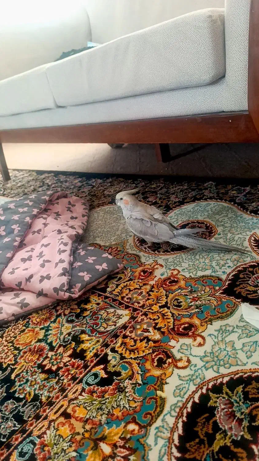 عروس هلندی ماده|پرنده|خمینی‌شهر, |دیوار