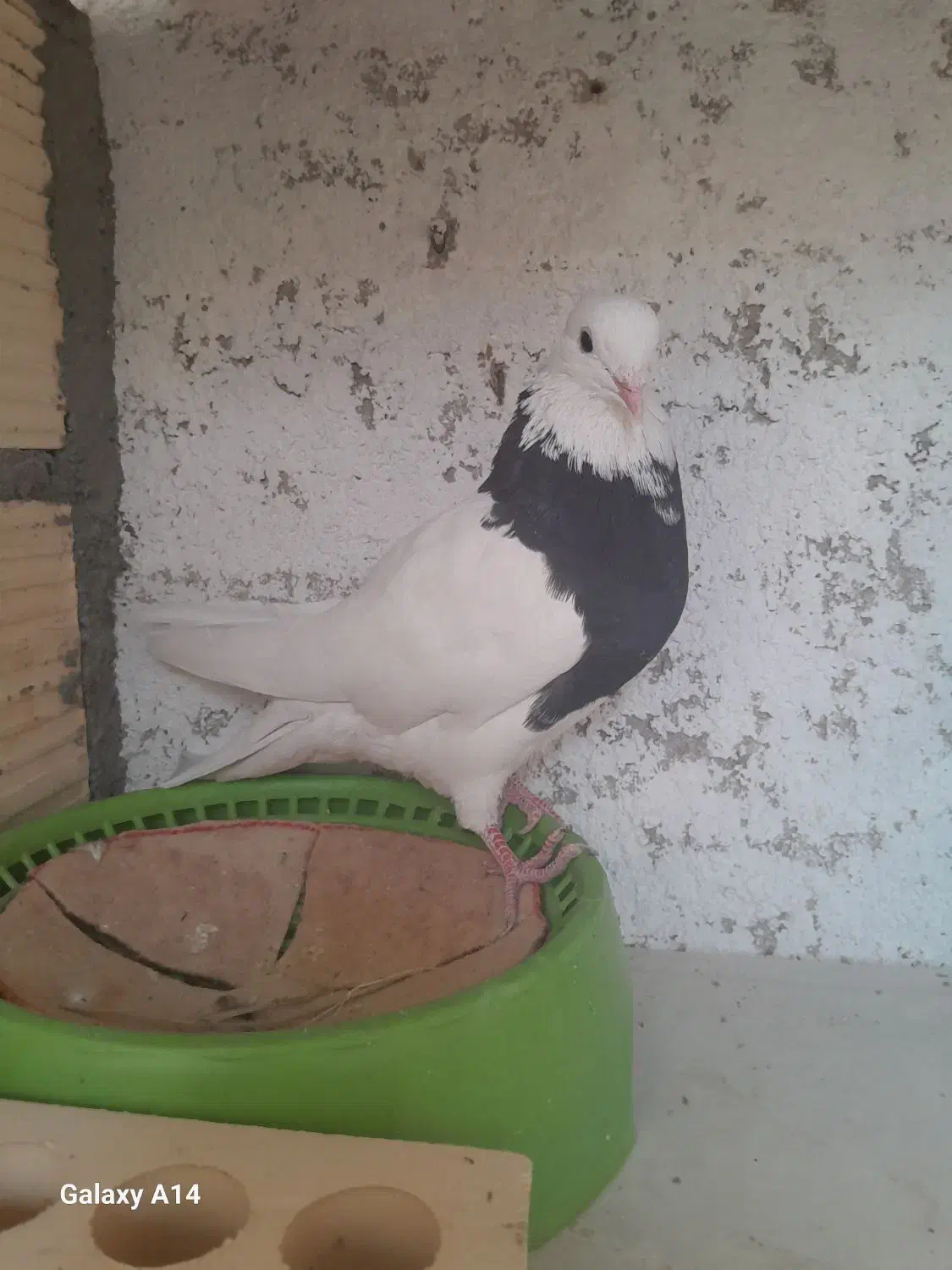 طوقی سیاه|پرنده|قشم, |دیوار