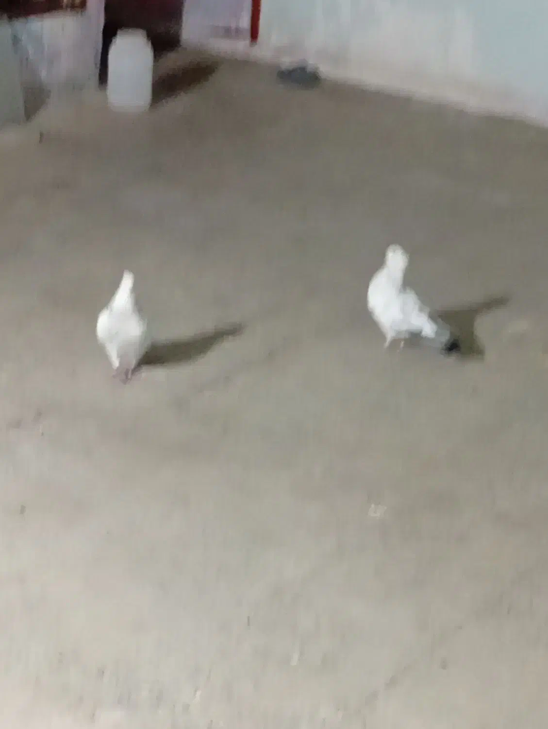 کفتر کبوتر|پرنده|نورآباد, |دیوار