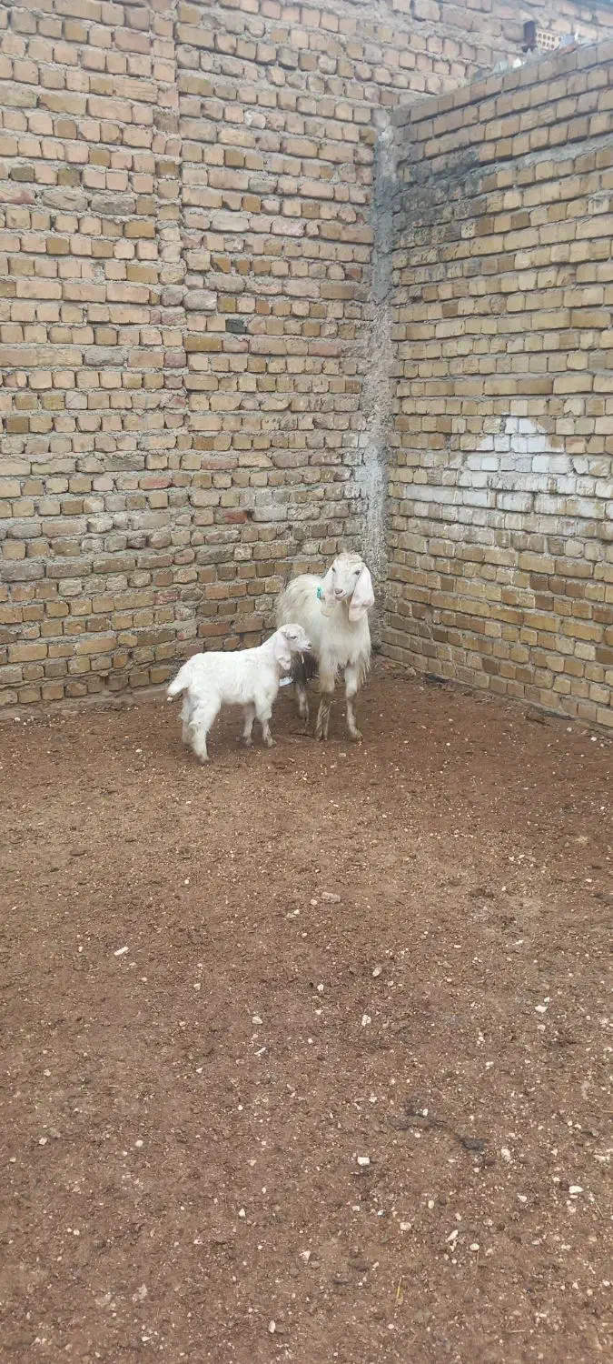 بز وبزقاله|حیوانات مزرعه|بروجرد, |دیوار