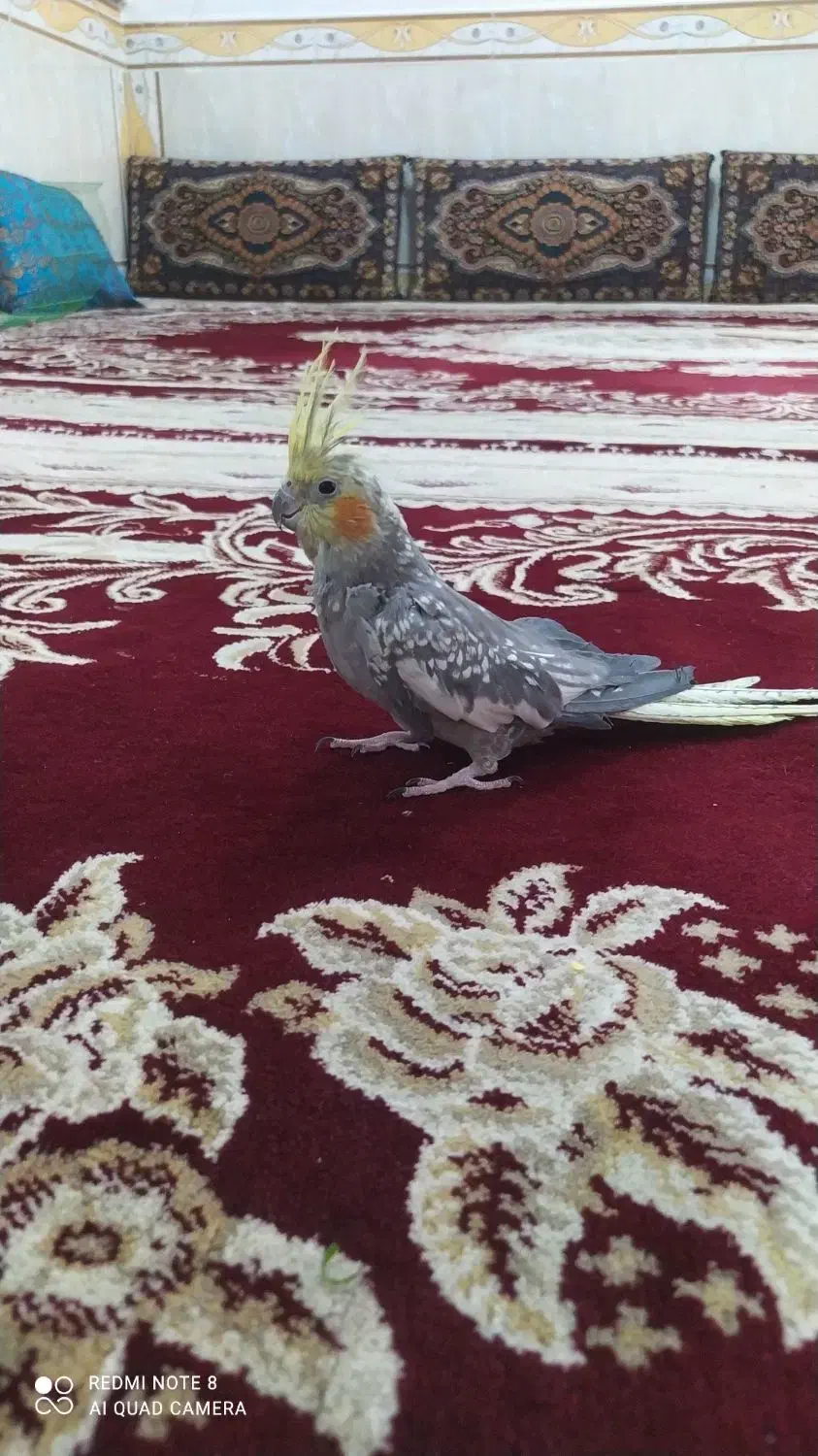 عروس هلندی|پرنده|رشتخوار, |دیوار