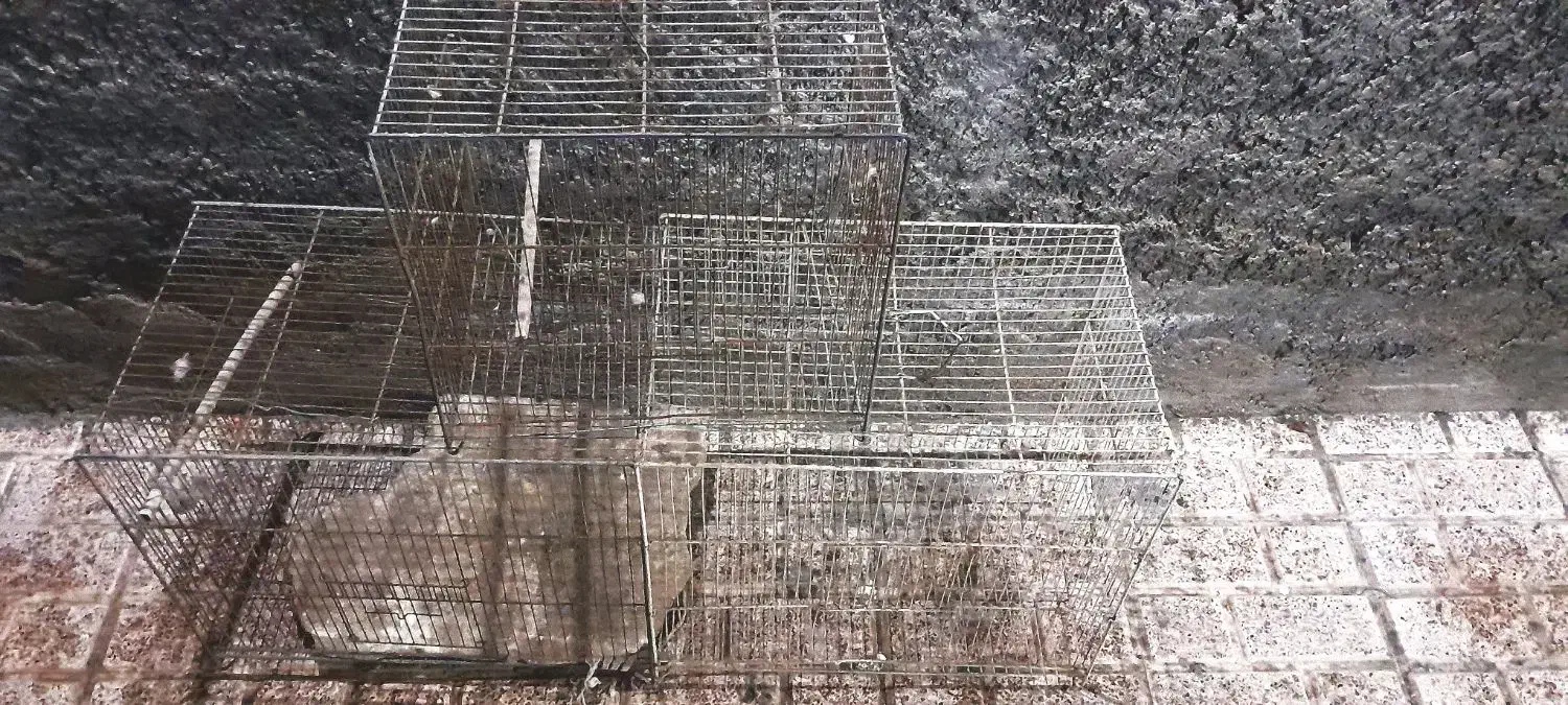 قفس پرنده سالم|لوازم جانبی حیوانات|مشهد, محمدآباد|دیوار