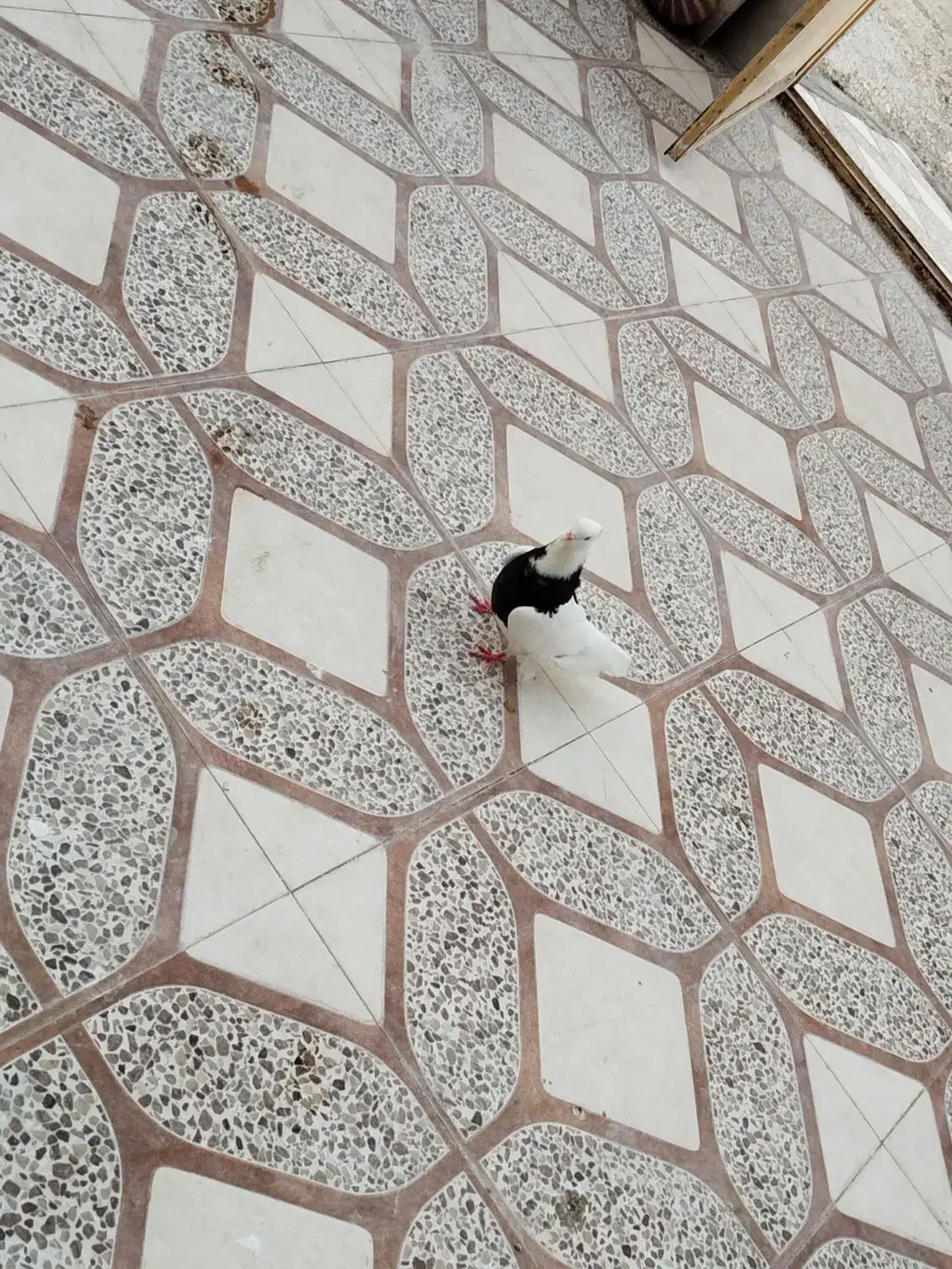 طوقی|پرنده|بندر کنگان, |دیوار