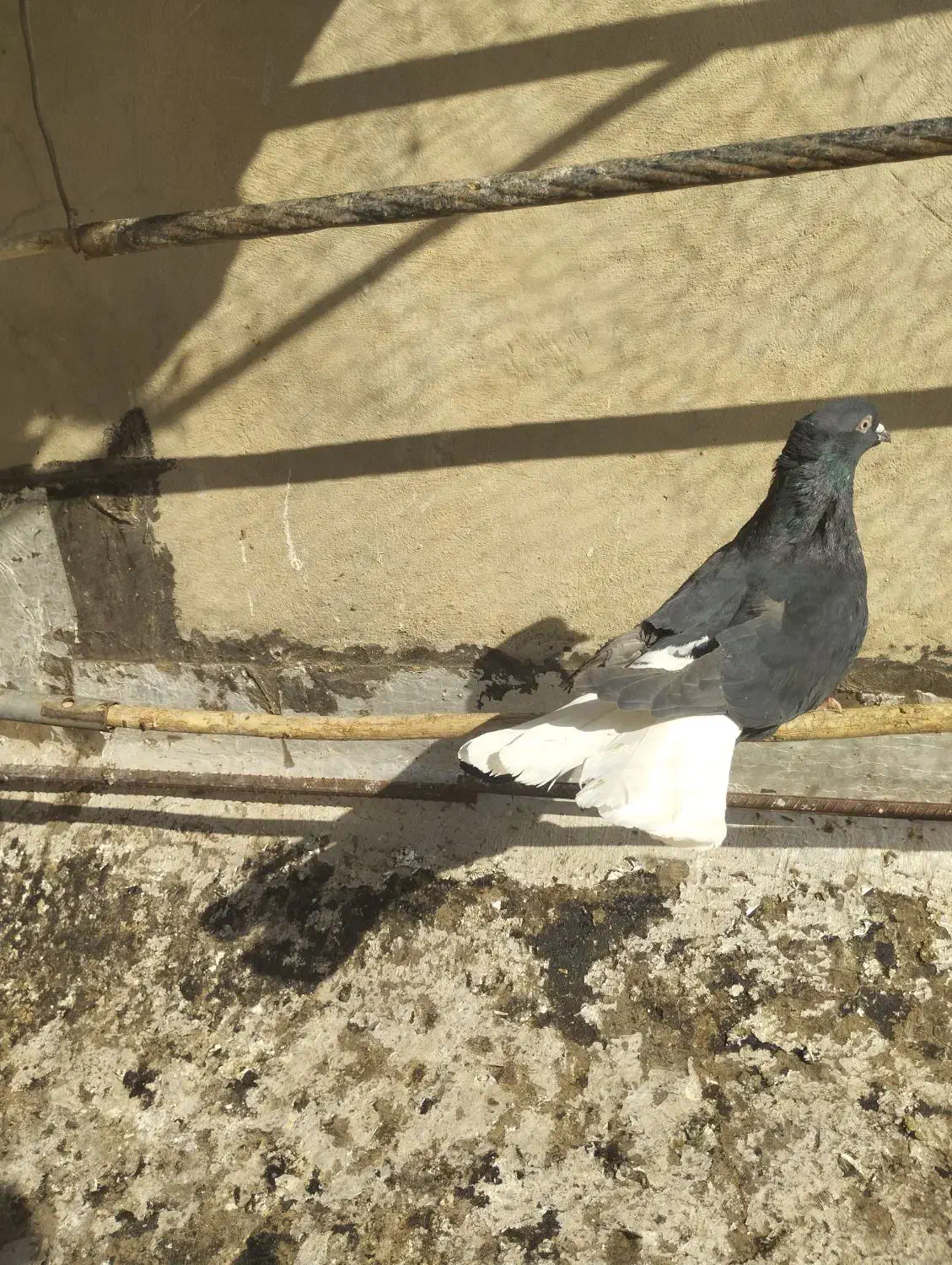 ذیل دمسفید نر|پرنده|تاکستان, |دیوار