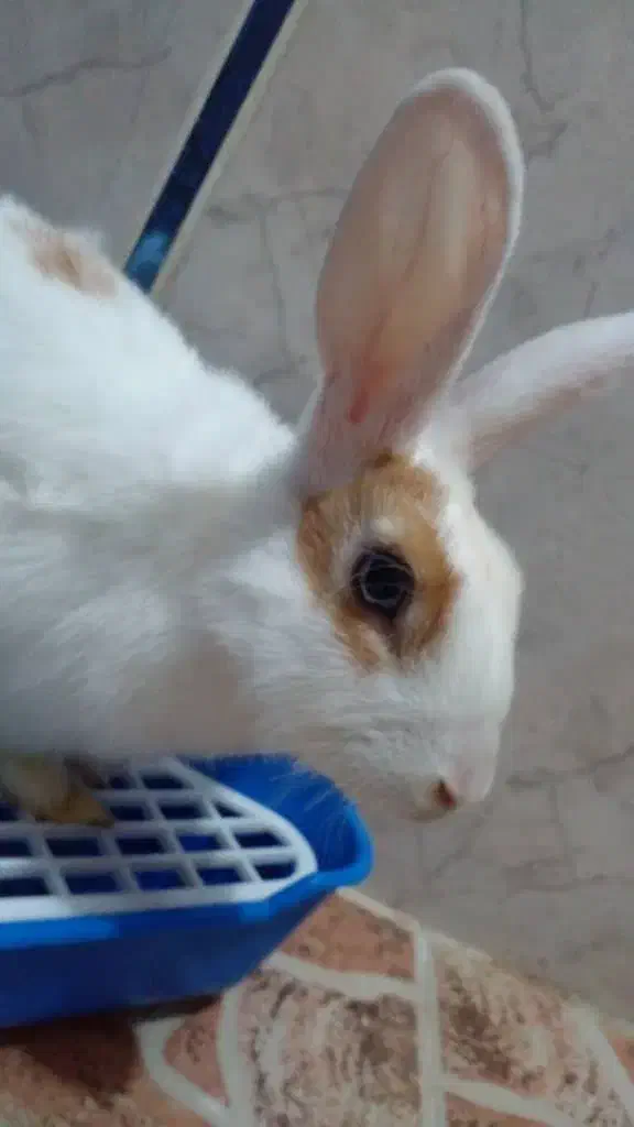 خرگوش نر ۴ماهه|موش و خرگوش|خرمشهر, |دیوار