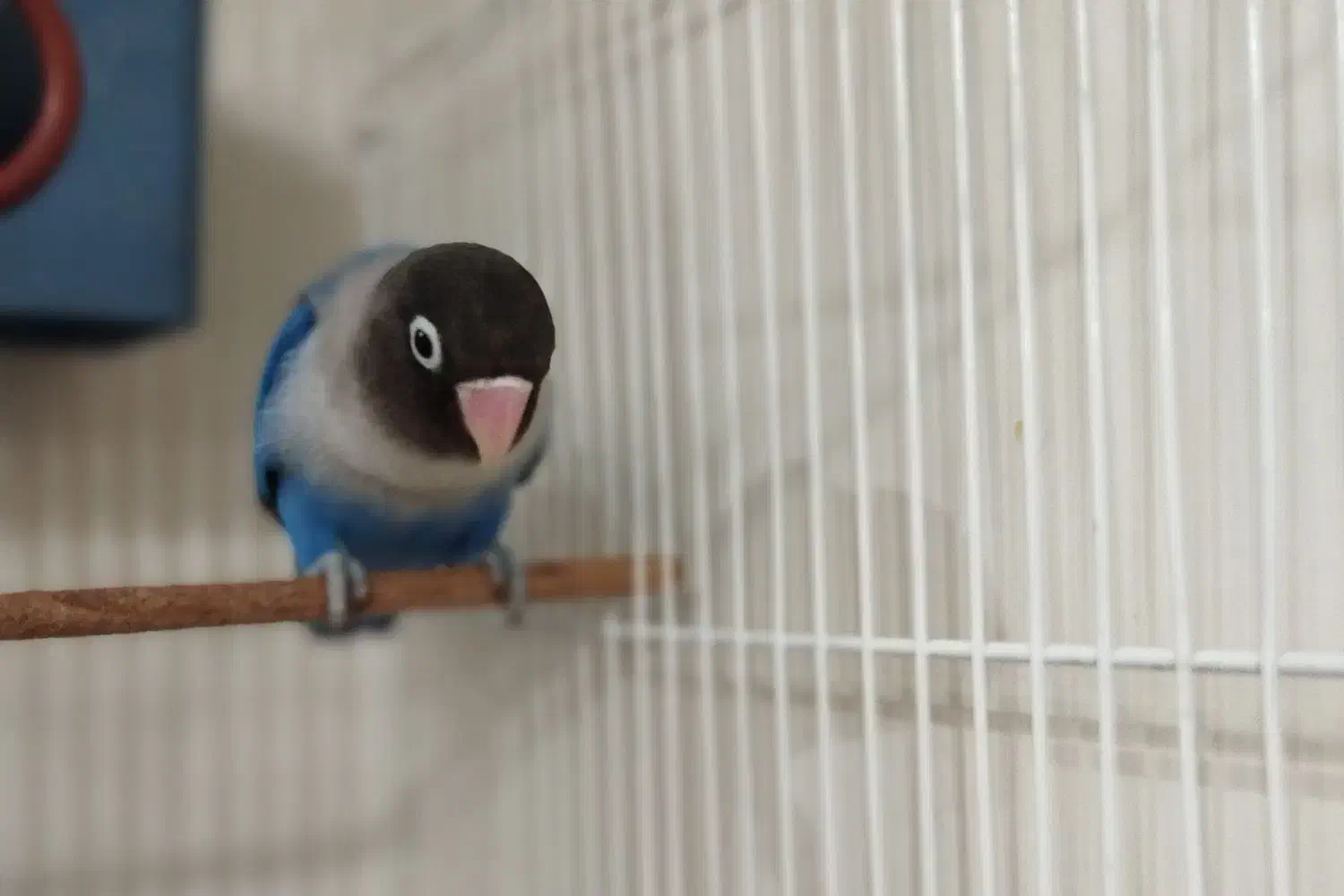 طوطی برزیلی|پرنده|کرج, گلشهر|دیوار