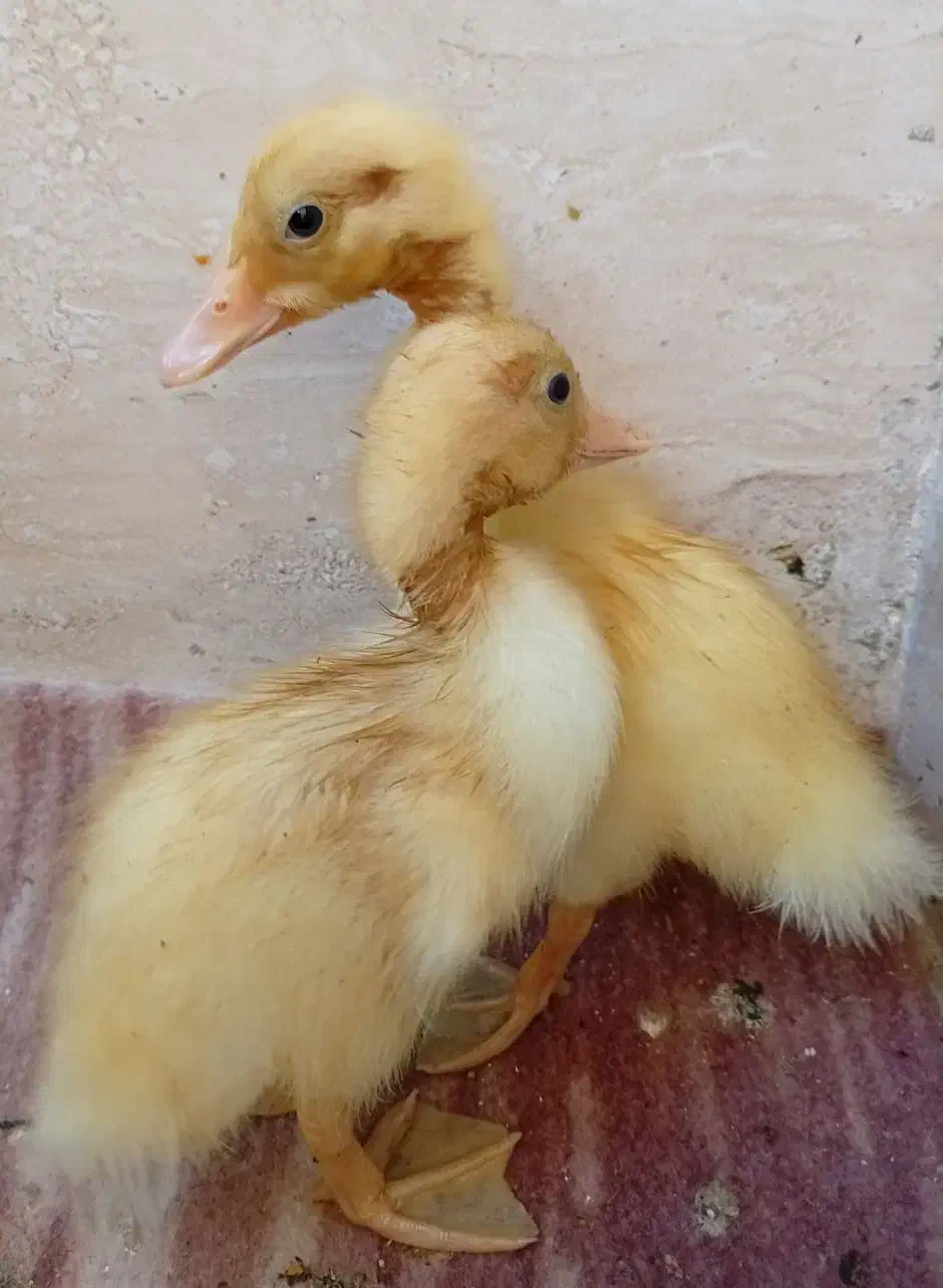 جوجه اردک|حیوانات مزرعه|فین, |دیوار