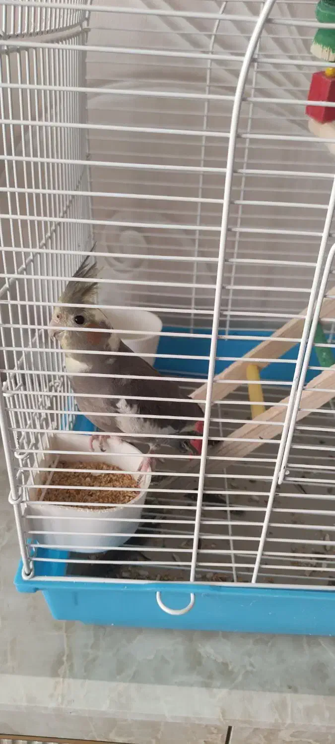 یک عدد عروس هلندی نر با قفس|پرنده|کرج, شهرک فهمیده|دیوار