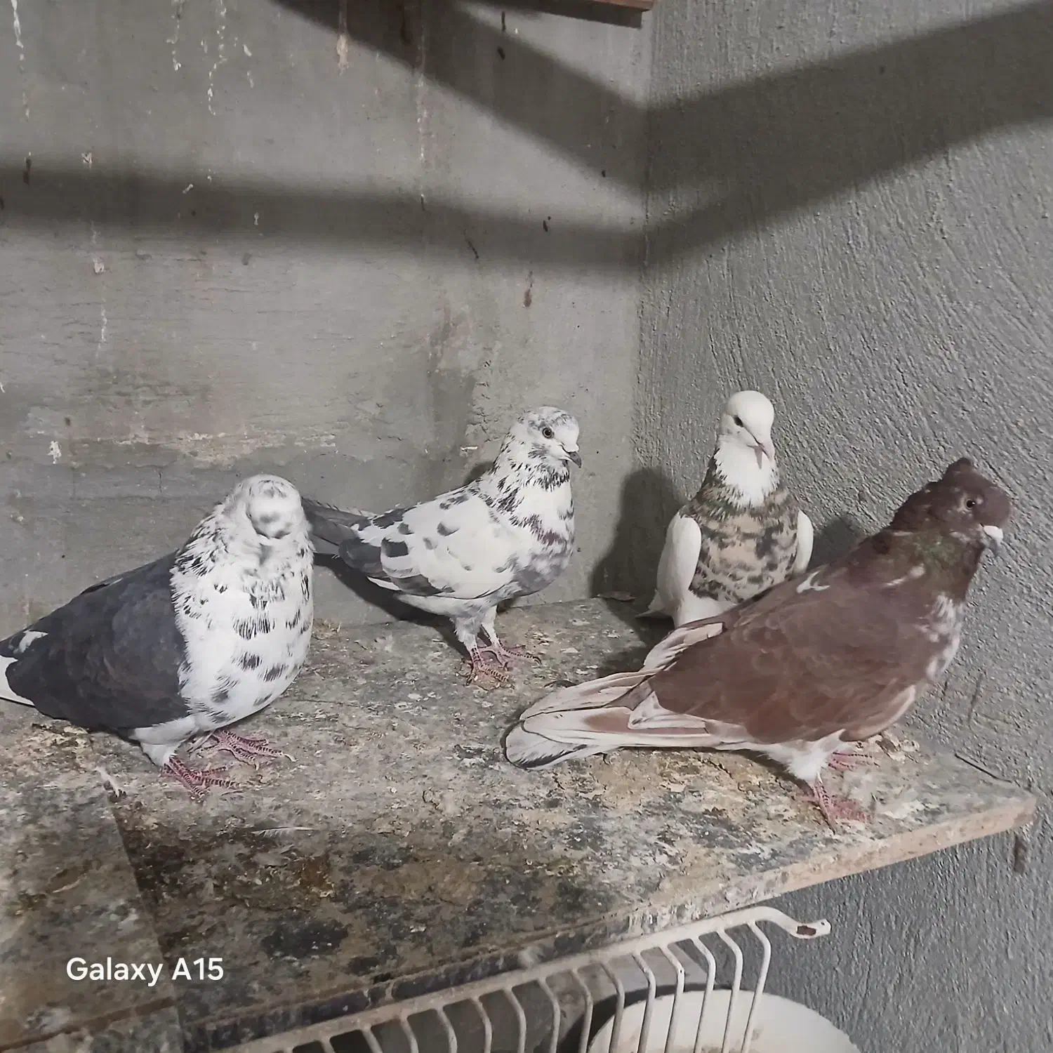 کفتر تهرانی|پرنده|شیراز, کوشک میدان|دیوار