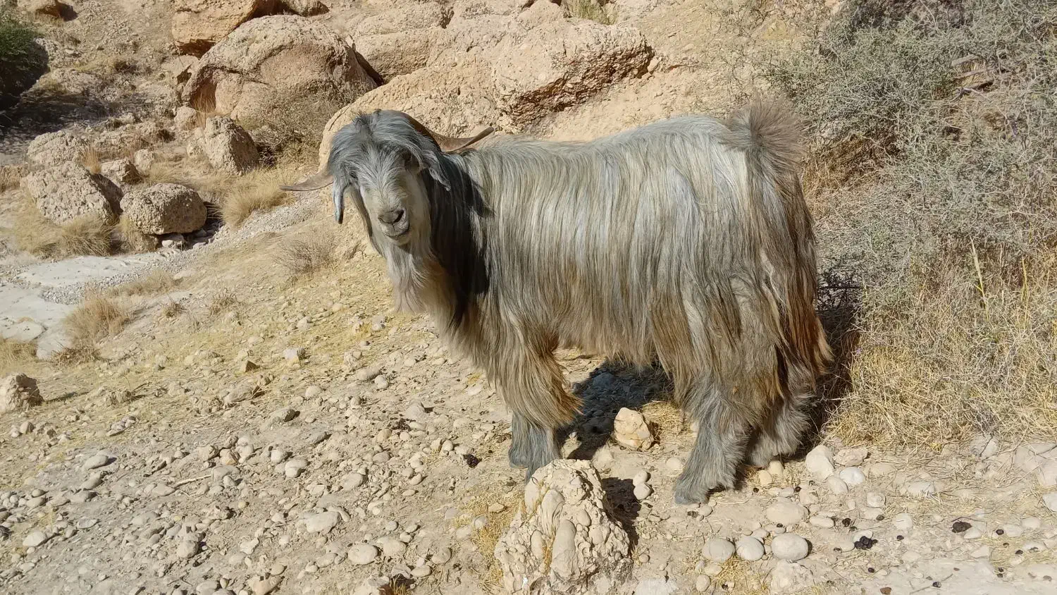 پازن داشتی|حیوانات مزرعه|دهدشت, |دیوار