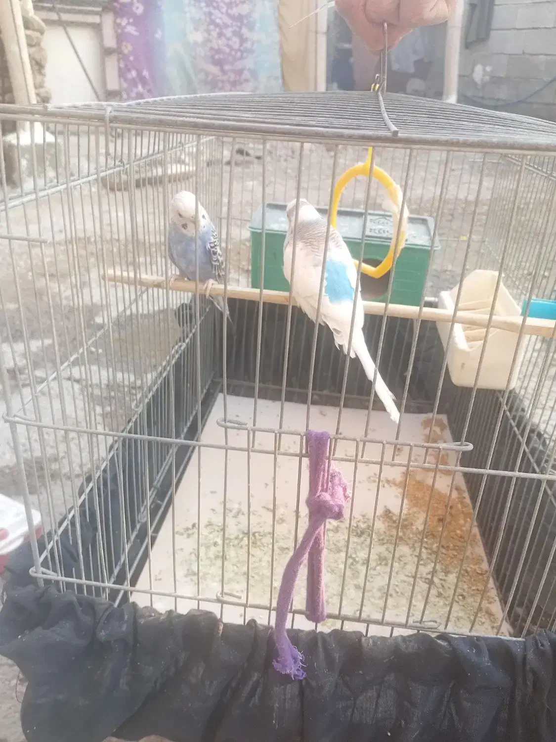 سلام یک. جفت مرغ قشق خوشکل 600|پرنده|نورآباد ممسنی, |دیوار